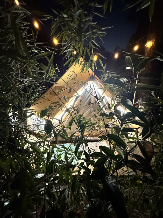Carpa iluminada de noche entre bambú