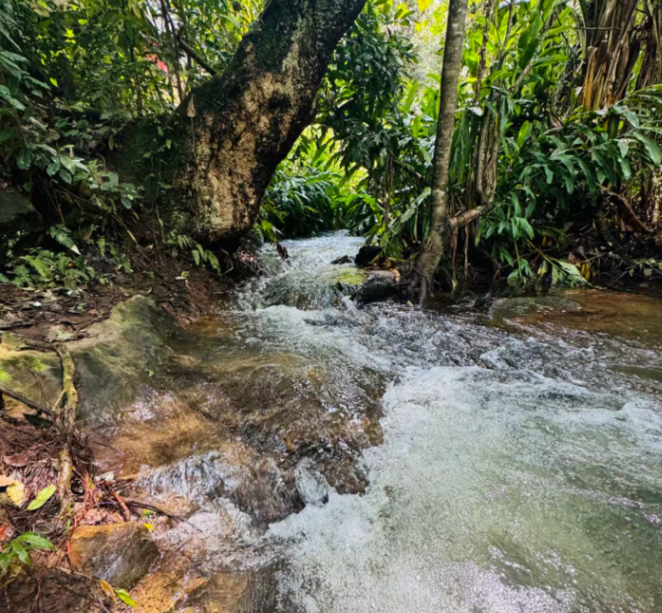 El río de Encino House entre helechos y encinos