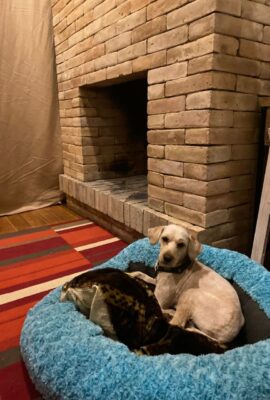 encino-house-hotel-pet-friendly- (5)