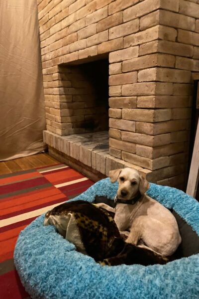 encino-house-hotel-pet-friendly- (5)